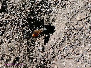 sequoia-2019-day1-4  digging wasp w.jpg (604166 bytes)